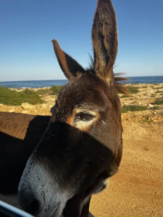 Karpaz Eşekleri — Karpaz Yarımadası